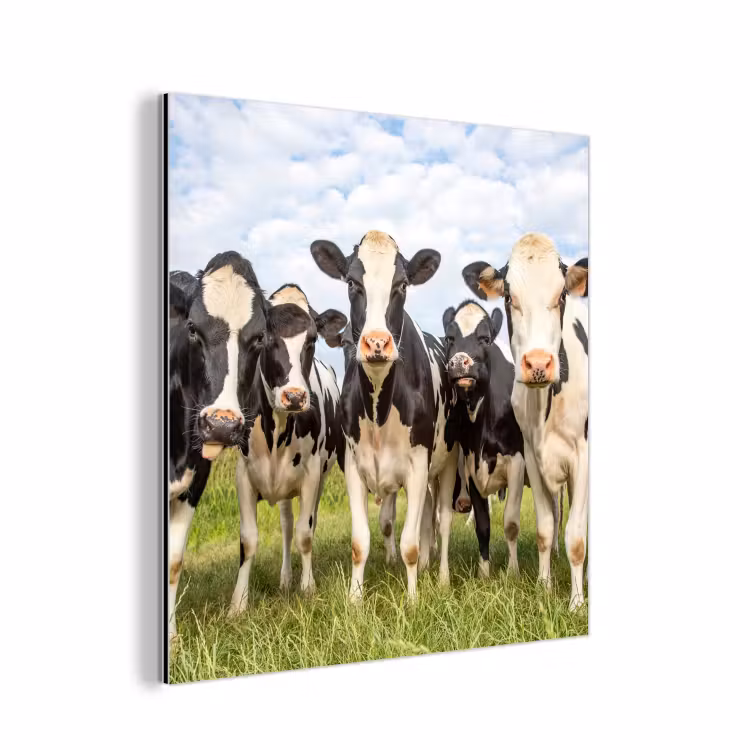 Koeien - Weiland - Dieren - Natuur - Gras aluminium wit klein -3d