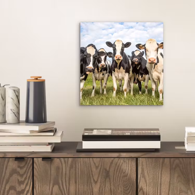 Koeien - Weiland - Dieren - Natuur - Gras aluminium wit klein -sfeer1