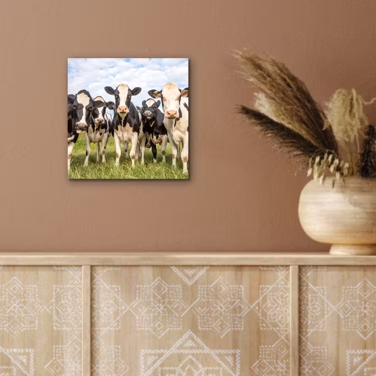 Koeien - Weiland - Dieren - Natuur - Gras aluminium wit klein -sfeer4
