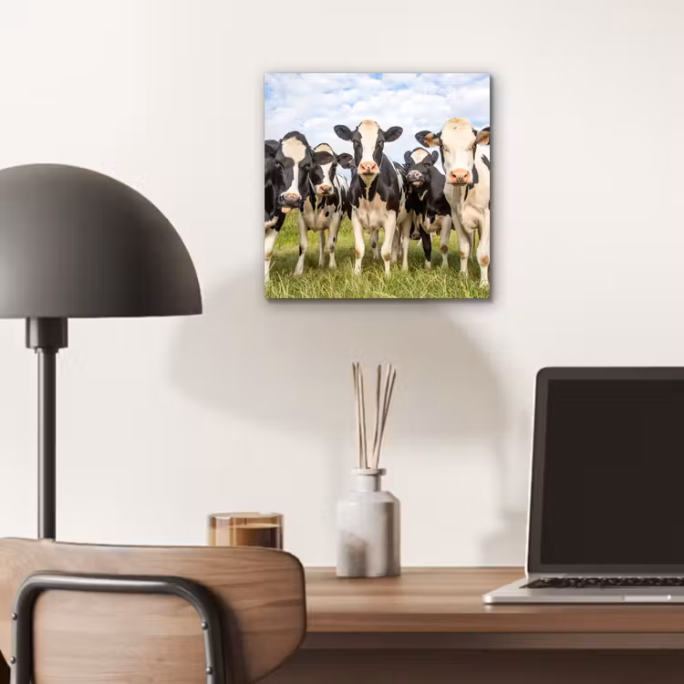 Koeien - Weiland - Dieren - Natuur - Gras aluminium wit klein -sfeer5