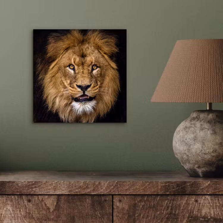 Leeuw - Portret - Zwart - Dieren aluminium wit klein -sfeer2