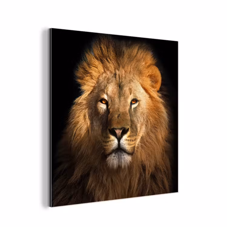 Leeuw - Dieren - Zwart - Licht - Bruin - Portret aluminium wit klein -3d