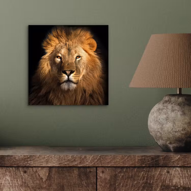 Leeuw - Dieren - Zwart - Licht - Bruin - Portret aluminium wit klein -sfeer2