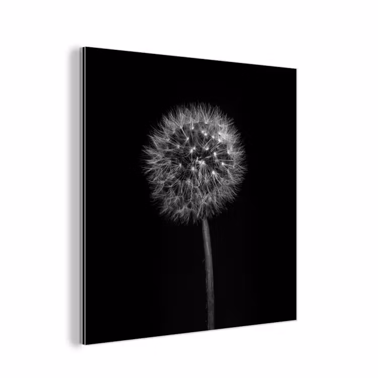 Paardenbloem - Zwart - Bloemen - Botanisch aluminium wit klein -3d