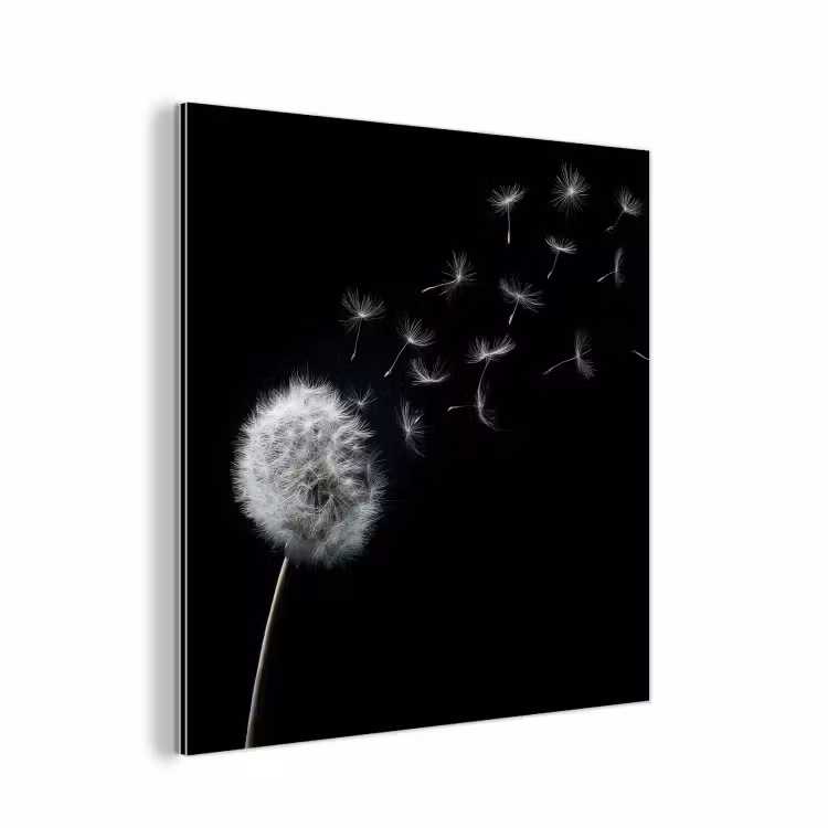 Paardenbloem - Zwart - Natuur aluminium wit klein -3d