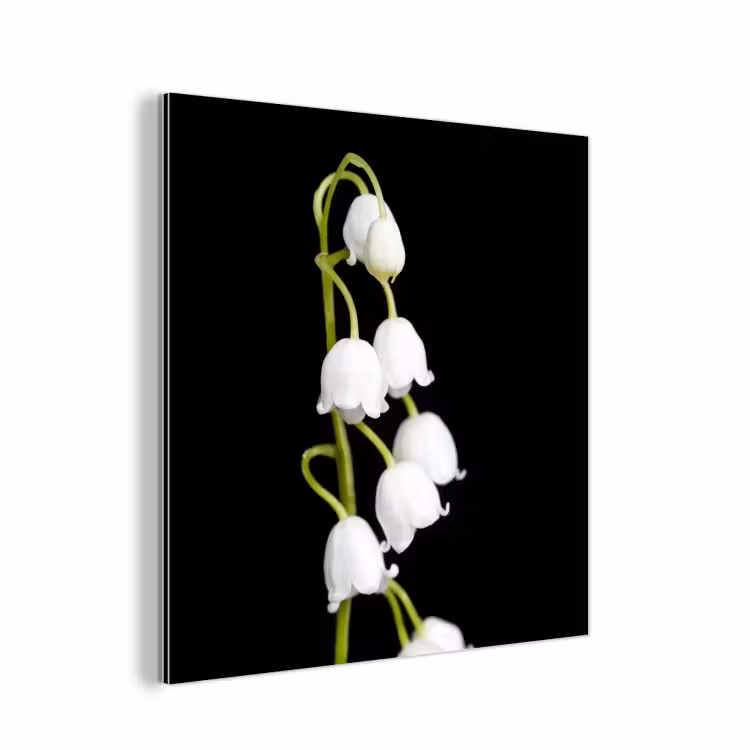 Lelietjes van dalen - Bloemen - Zwart - Flora aluminium wit klein -3d