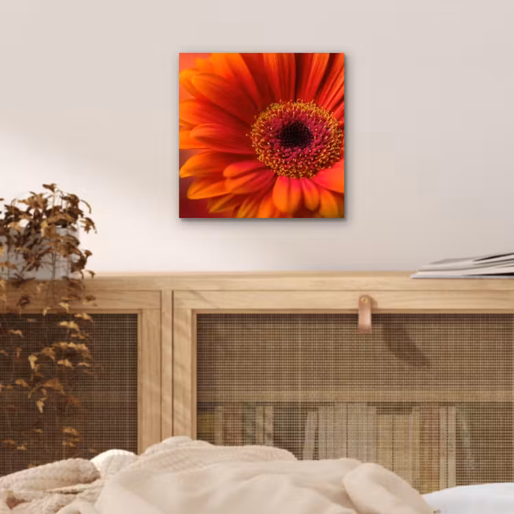 Oranje - Gerbera - Intens aluminium wit klein -sfeer3