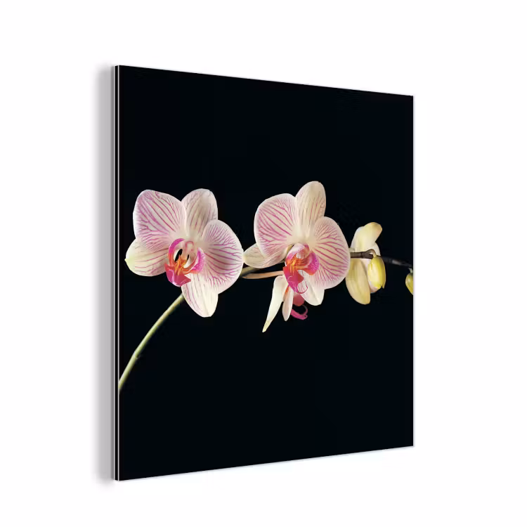 Orchidee - Bloemen - Zwart - Roze - Knoppen aluminium wit klein -3d