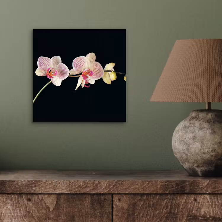 Orchidee - Bloemen - Zwart - Roze - Knoppen aluminium wit klein -sfeer2