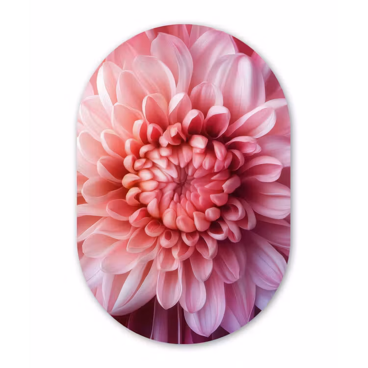 Dahlia - Bloem - Close up - Roze Wandcirkel Ovaal Aluminium middel -3d