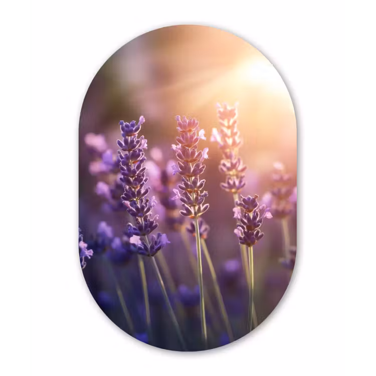 Lavendelbloemen - Paars - Zonlicht Wandcirkel Ovaal Aluminium middel -3d
