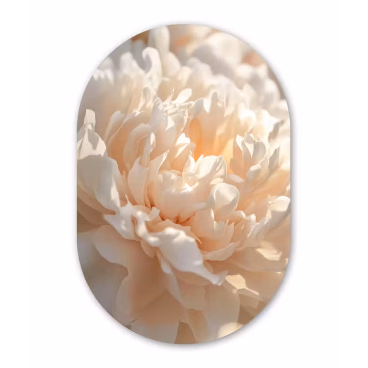 Close up - Pioenroos - Lichtroze Wandcirkel Ovaal Aluminium middel -3d