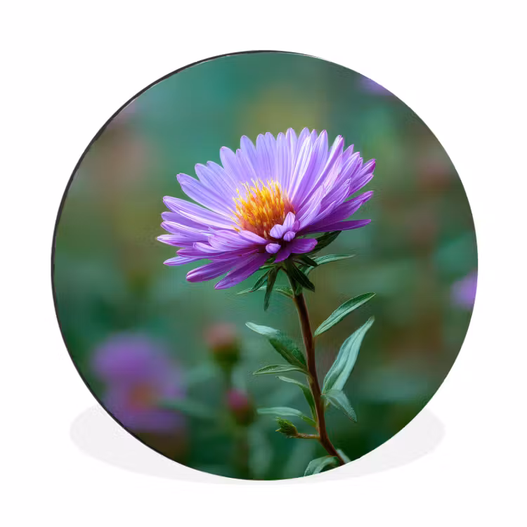 Aster - Paars - Bloem - Blaadjes Wandcirkel aluminium klein -3d