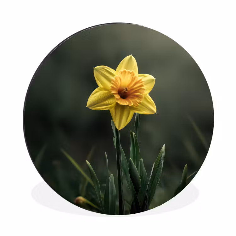 Bloem - Narcis - Gras - Geel Wandcirkel aluminium klein -3d