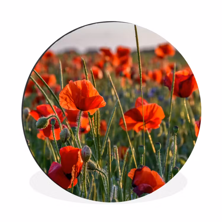 Bloemen - Klaprozen - Natuur - Rood Wandcirkel aluminium klein -3d