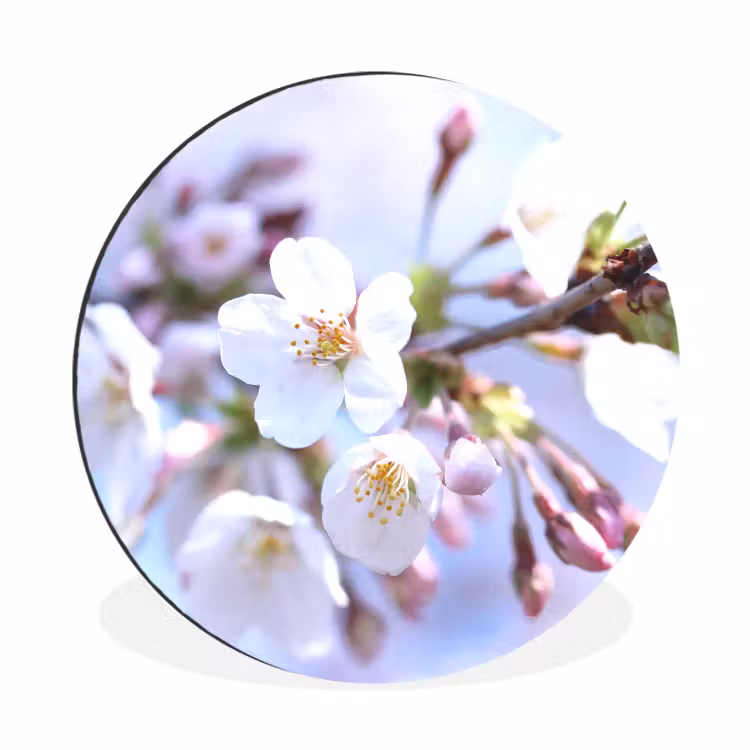 Bloemen - Sakura - Tak - Bloesem takken Wandcirkel aluminium klein -3d