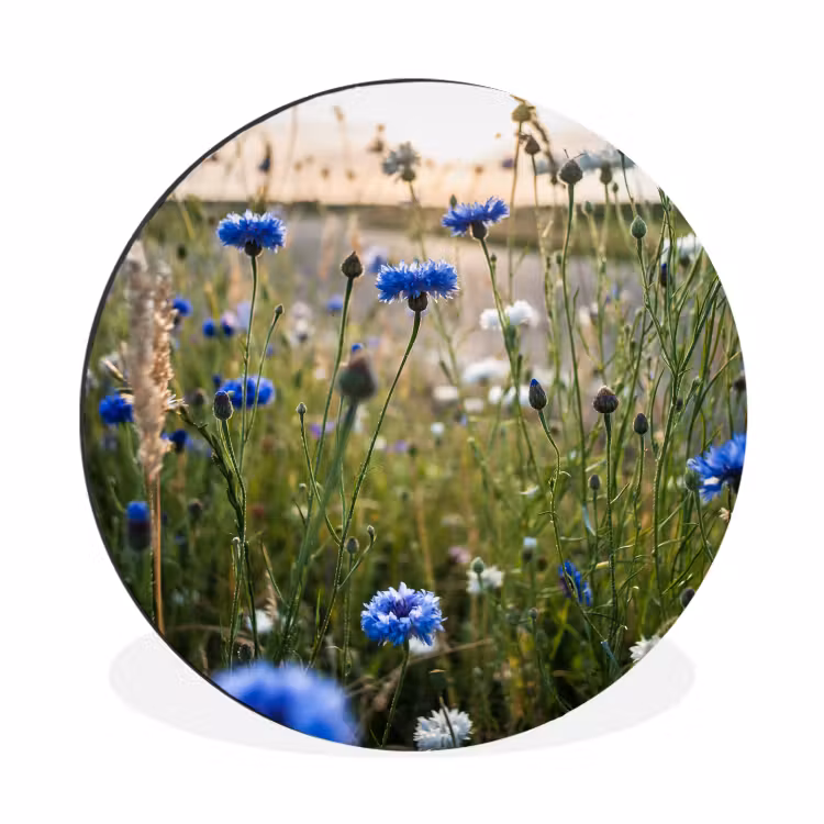 Bloemen - Zomer - Korenbloem - Blauw - Zon - Wolken Wandcirkel aluminium klein -3d