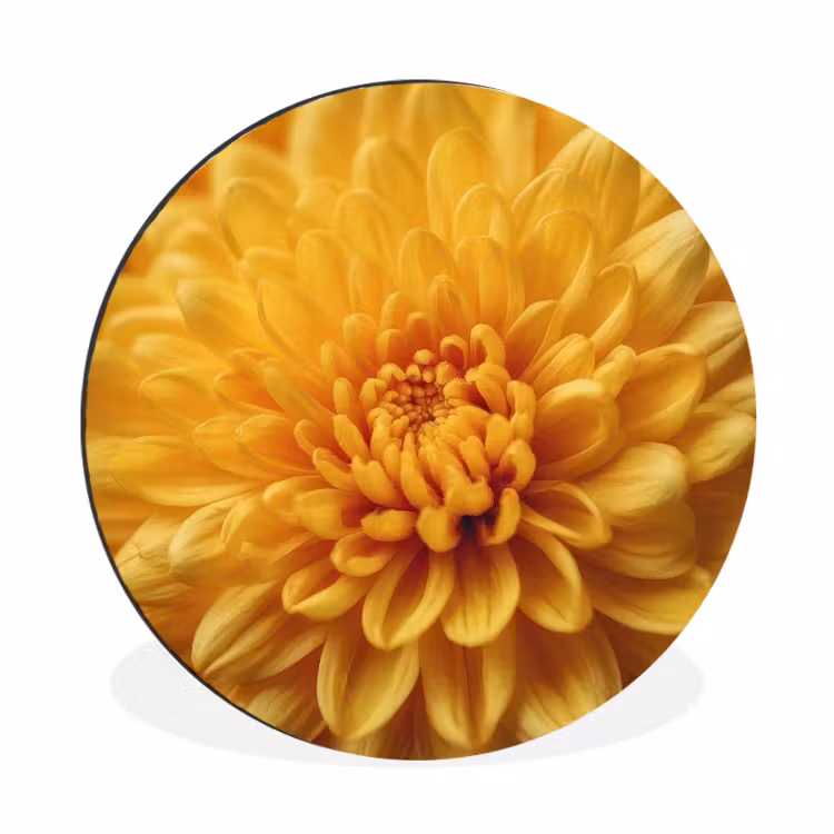 Geel - Chrysant - Zachtheid Wandcirkel aluminium klein -3d