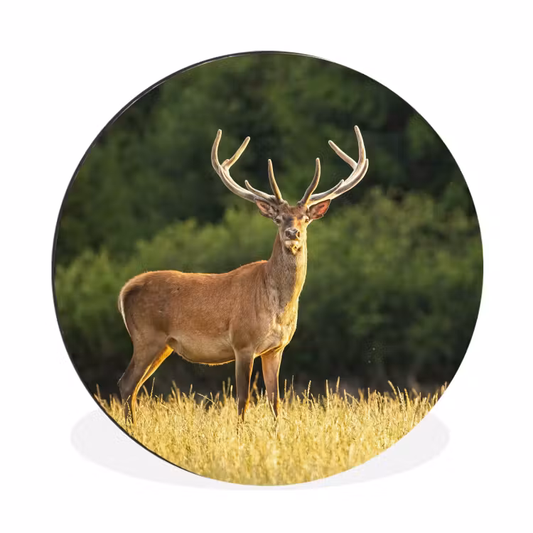 Hert - Gewei - Gras - Natuur - Dieren - Groen Wandcirkel aluminium klein -3d