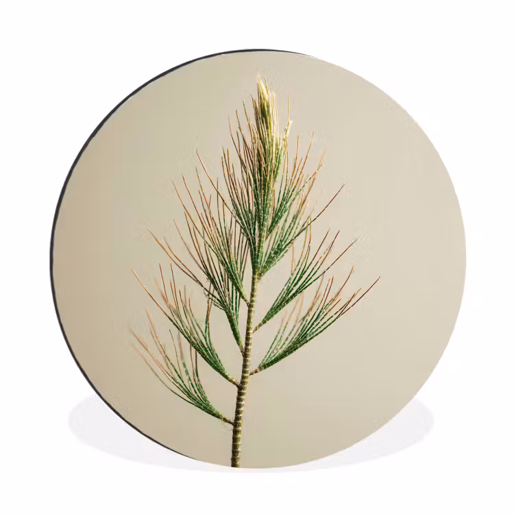Dennentak - Naaldvormige bladeren - Lichtgroen Wandcirkel aluminium klein -3d
