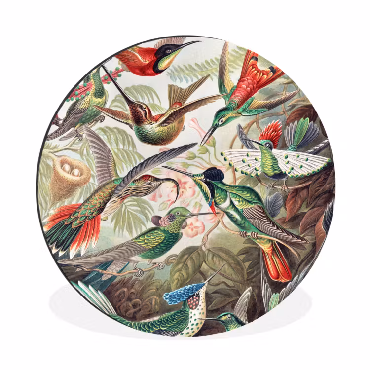 Kolibrie - Tuindecoratie - Vintage - Ernst Haeckel - Tuinposter Wandcirkel aluminium klein -3d