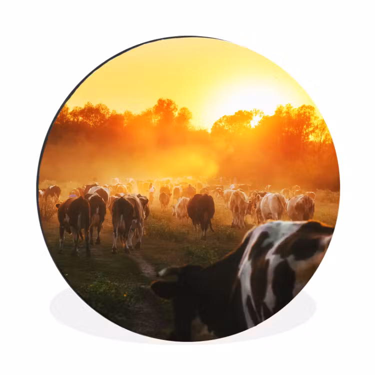 Koeien - Zonsondergang - Weiland - Dieren Wandcirkel aluminium klein -3d