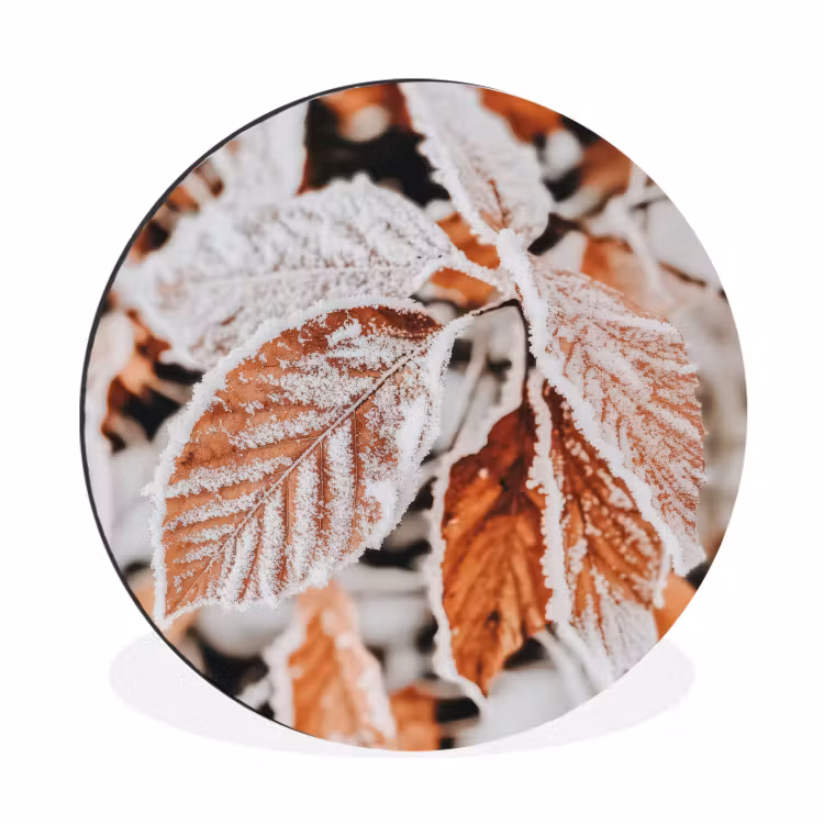 Bladeren - IJs - Winter - Natuur Wandcirkel aluminium klein -3d