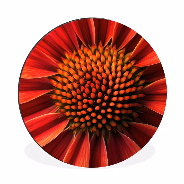 Close up - Bloem- Rood Wandcirkel aluminium klein -3d