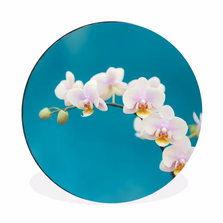 Orchidee - Bloemen - Plant - Wit - Paars Wandcirkel aluminium klein -3d