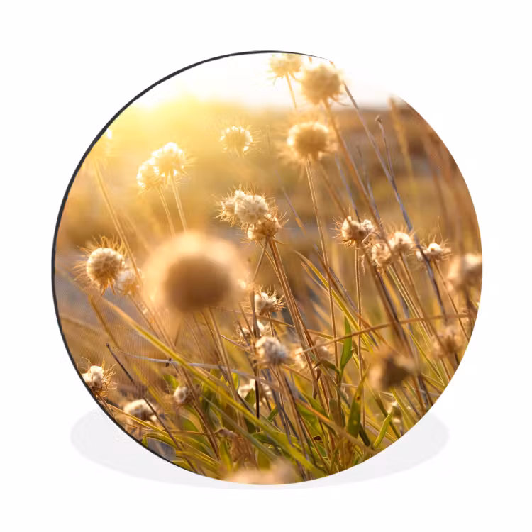Planten - Natuur - Bloemen - Zon - Horizon Wandcirkel aluminium klein -3d