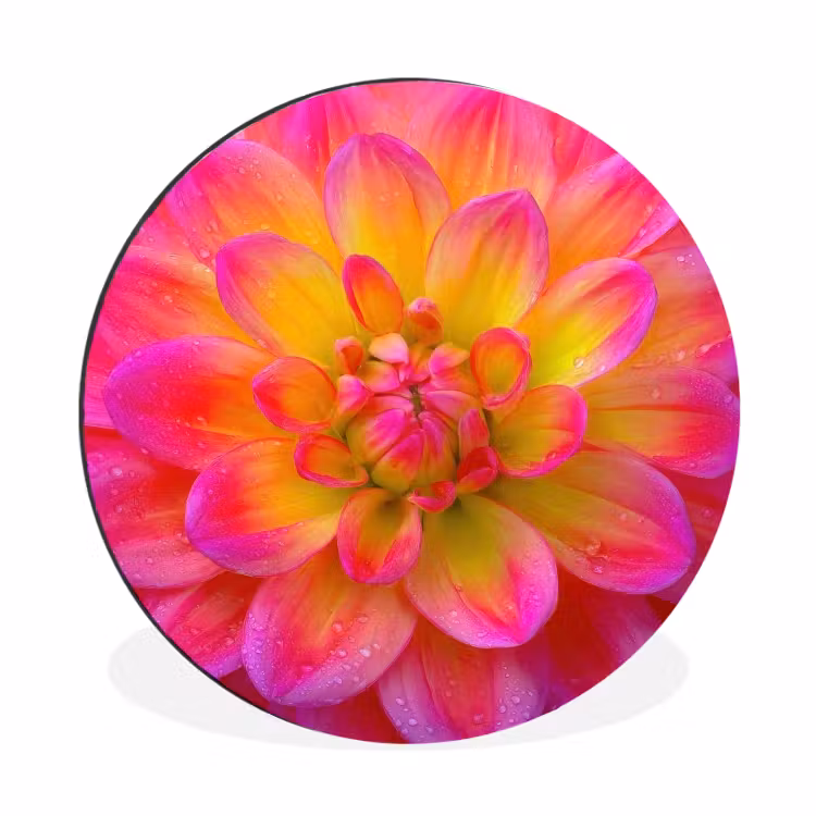 Roze - Dahlia - Kleurrijk Wandcirkel aluminium klein -3d