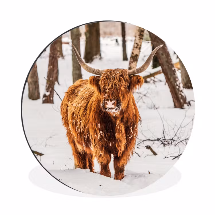 Schotse Hooglander - Sneeuw - Winter - Natuur - Dieren Wandcirkel aluminium klein -3d