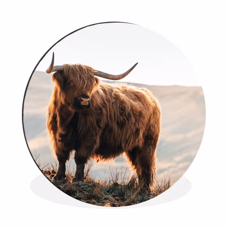 Schotse hooglander - Dieren - Landelijk - Landschap - Koe - Natuur Wandcirkel aluminium klein -3d