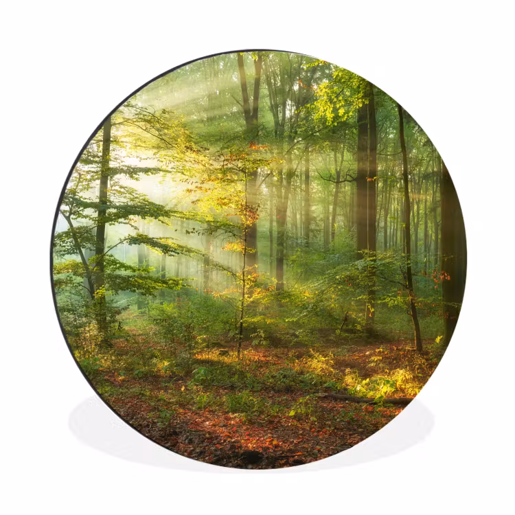 Zon - Bos - boom - Natuur - Herfst Wandcirkel aluminium klein -3d