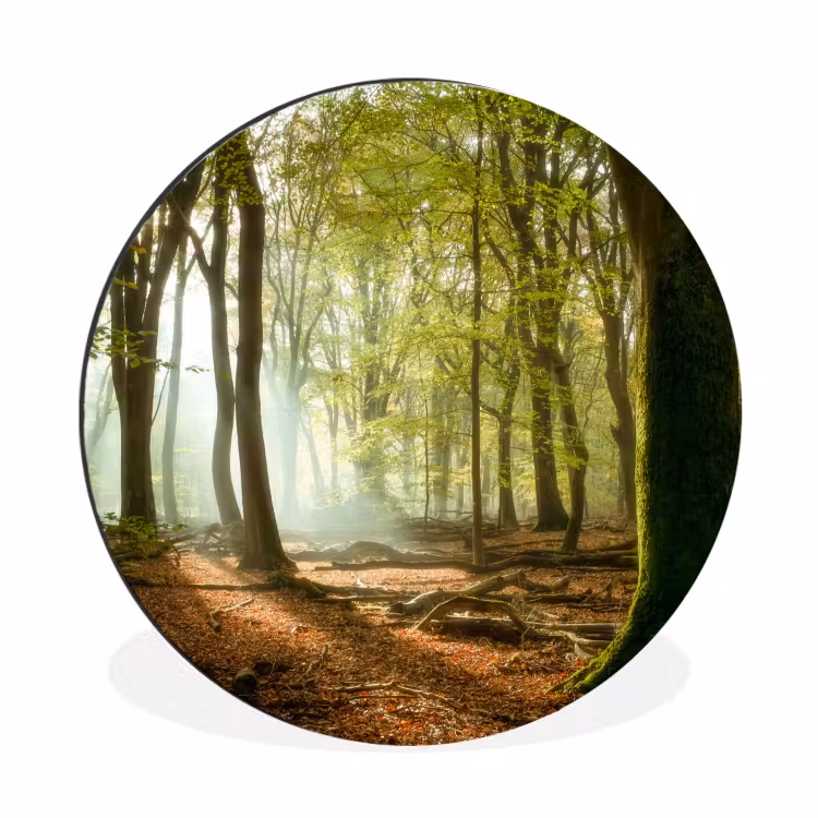 Bos - Zon - Seizoenen - Landschap Wandcirkel aluminium klein -3d