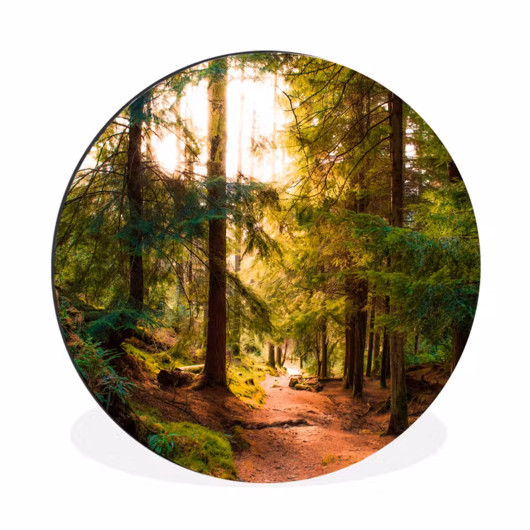 Bos - Pad - Bomen - Groen - Zon - Natuur Wandcirkel aluminium klein -3d