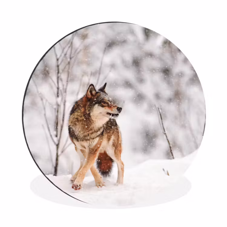 Wolf - Winter - Sneeuw - Natuur - Dieren Wandcirkel aluminium klein -3d