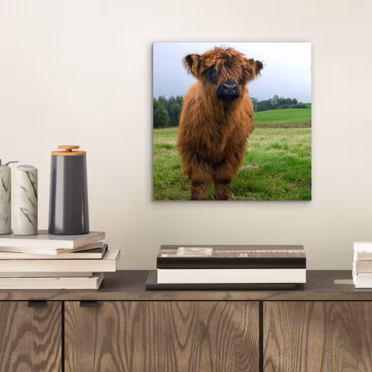 Schotse hooglander - Koeien - Natuur - Groen - Gras aluminium wit klein -sfeer1