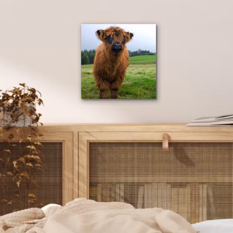 Schotse hooglander - Koeien - Natuur - Groen - Gras aluminium wit klein -sfeer3