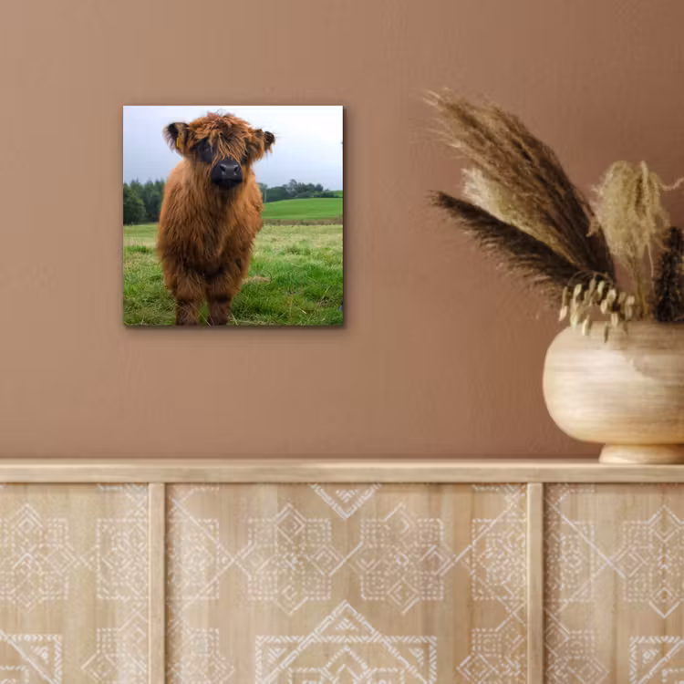 Schotse hooglander - Koeien - Natuur - Groen - Gras aluminium wit klein -sfeer4