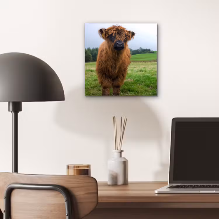 Schotse hooglander - Koeien - Natuur - Groen - Gras aluminium wit klein -sfeer5
