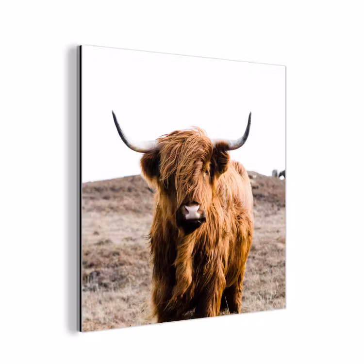 Schotse hooglander - Landschap - Koe - Bruin - Dieren - Natuur aluminium wit klein -3d