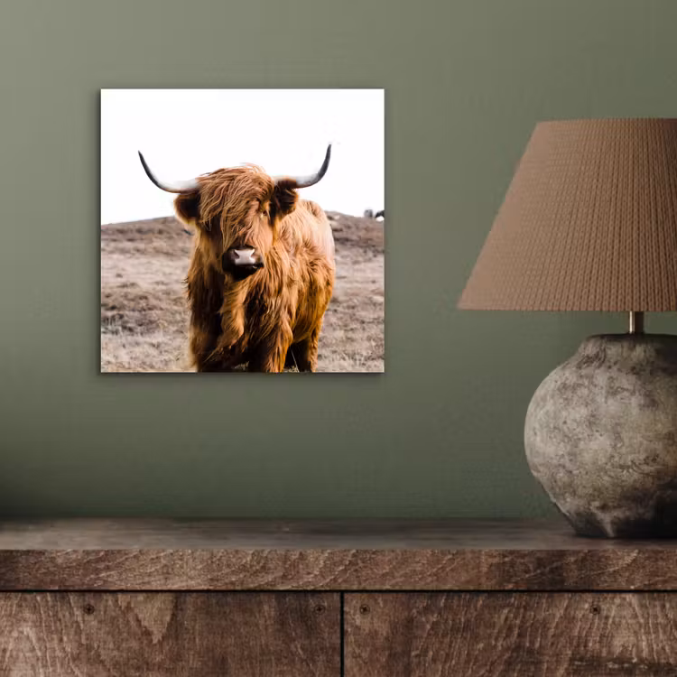 Schotse hooglander - Landschap - Koe - Bruin - Dieren - Natuur aluminium wit klein -sfeer2