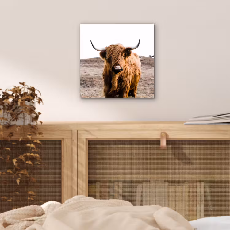 Schotse hooglander - Landschap - Koe - Bruin - Dieren - Natuur aluminium wit klein -sfeer3