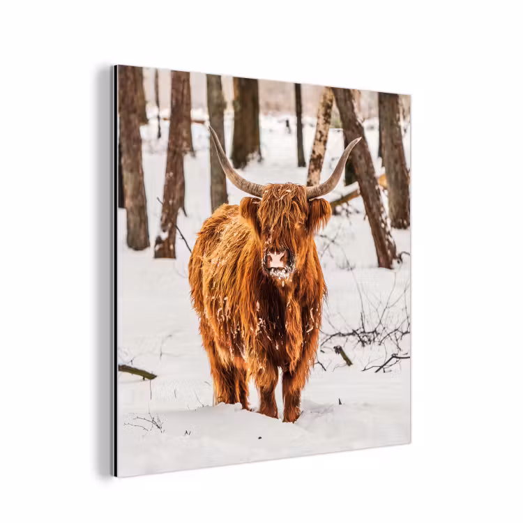 Schotse Hooglander - Sneeuw - Winter - Natuur - Dieren aluminium wit klein -3d