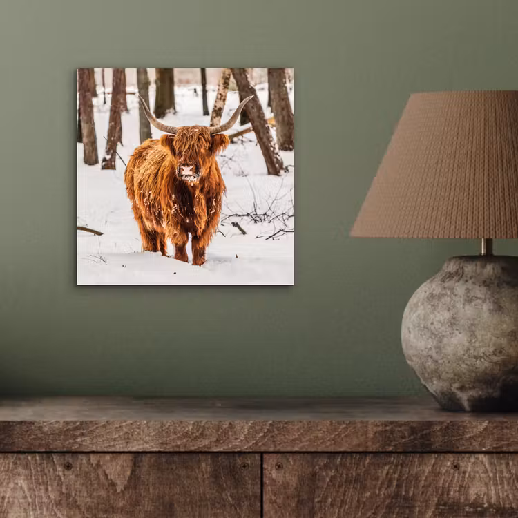 Schotse Hooglander - Sneeuw - Winter - Natuur - Dieren aluminium wit klein -sfeer2