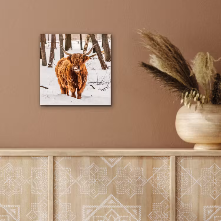 Schotse Hooglander - Sneeuw - Winter - Natuur - Dieren aluminium wit klein -sfeer4
