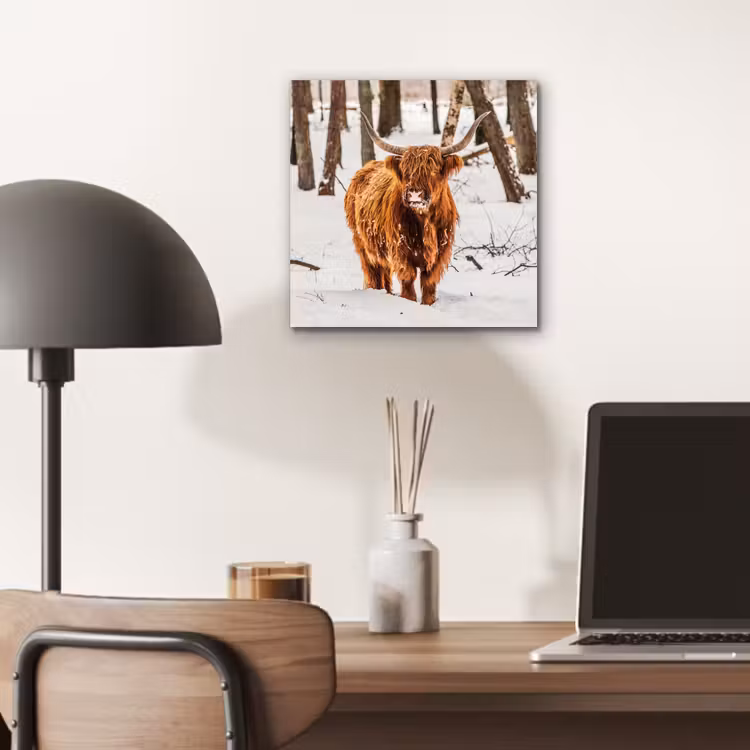 Schotse Hooglander - Sneeuw - Winter - Natuur - Dieren aluminium wit klein -sfeer5