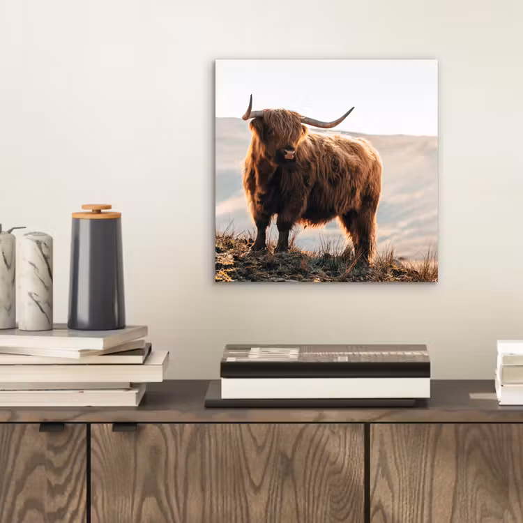 Schotse hooglander - Dieren - Landelijk - Landschap - Koe - Natuur aluminium wit klein -sfeer1