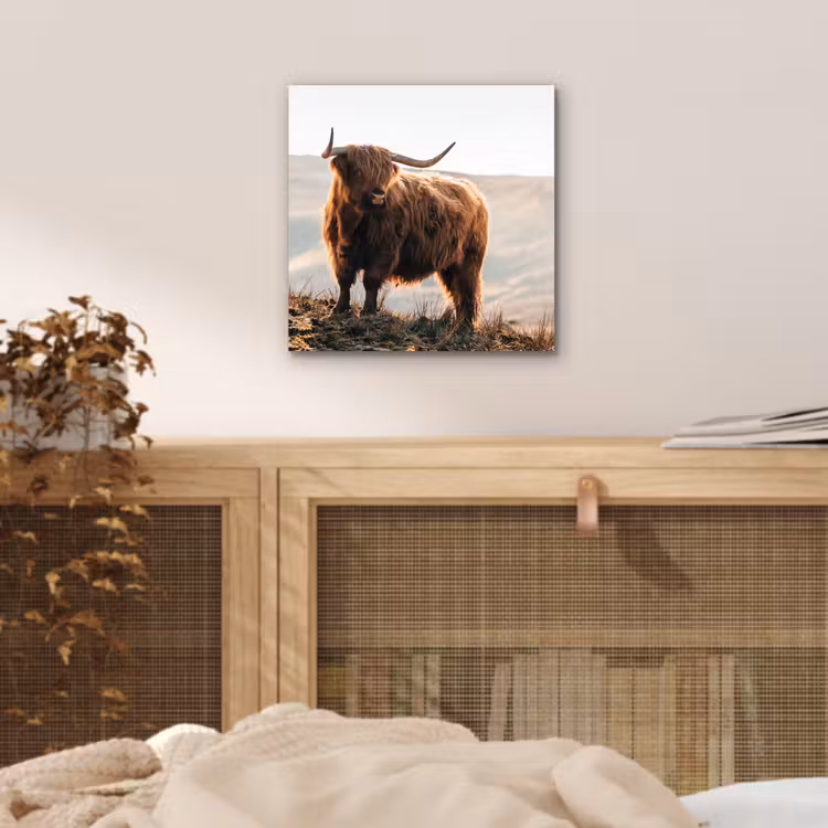 Schotse hooglander - Dieren - Landelijk - Landschap - Koe - Natuur aluminium wit klein -sfeer3